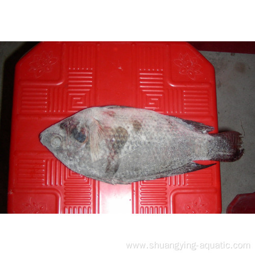Frozen Tilapia Fish WR 200-300g 300-500g 500-800g